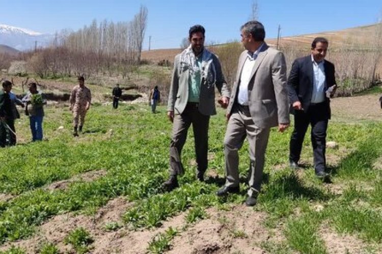 فرماندار: گیاهان غیرمجاز در دلفان شخم زده می‌شوند